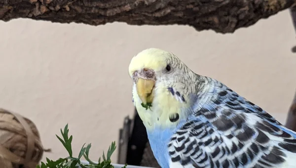 Wellensittich-Bild: Es hat wohl geschmeckt