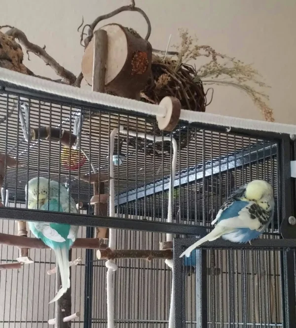 Wellensittich-Bild: Ellie und Ollie nehmen ihren Wachposten irgendwie überhaupt nicht ernst:-)