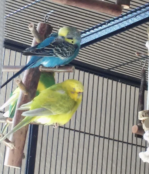 Wellensittich-Bild: Meine süßen schlafende Neuzugänge. Otto, Blansi und die vollschlanke Coco