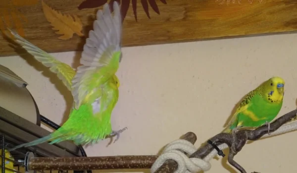 Wellensittich-Bild: Tommy ist sicher im neuen Jahr gelandet. Ich hoffe ihr Felos und Wellis auch. 