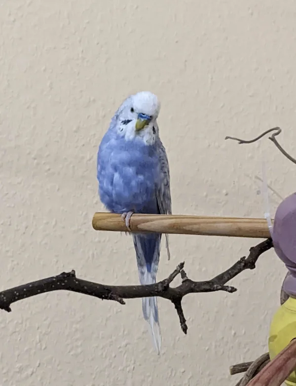 Wellensittich-Bild: Das wird das neue Profil Bild von Cloud