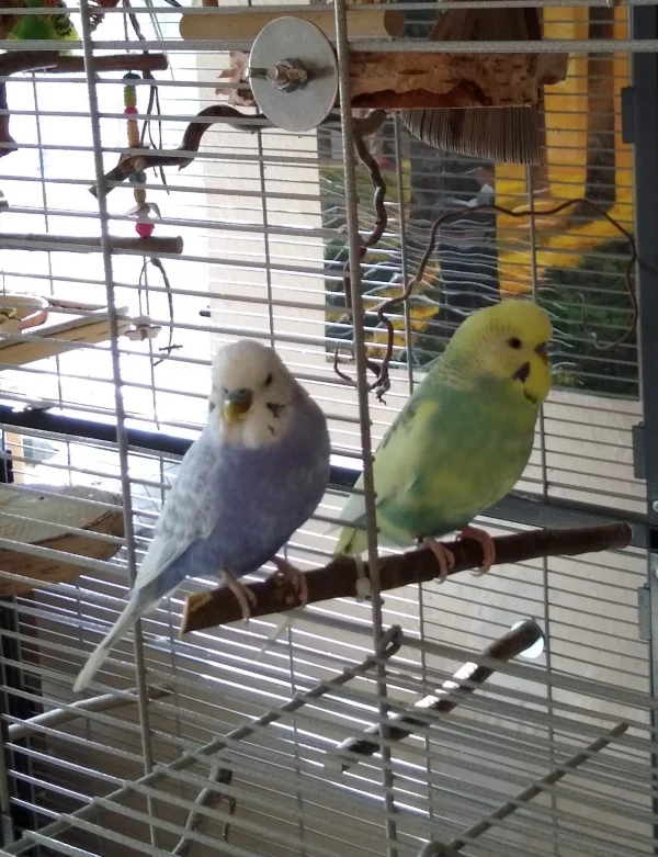 Wellensittich-Bild: Sie sind sich nah aber doch getrennt :-) keine Ahnung wieso aber meine Wellis sitzen oft so und füttern sich auch gelegentlich dort.