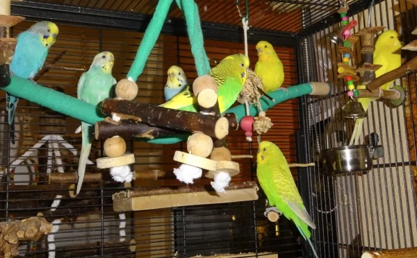 Wellensittich-Bild: Eine Seltenheit, ein Gruppenbild meiner nun 7 Wellis. Was ich jetzt erst entdecke ist die farbliche Sortierung.