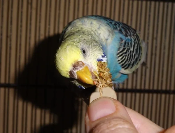 Wellensittich-Bild: diese frisst sie sogar aus der Hand. Bitte ignoriert das mauserbedingte Igelköpfchen.