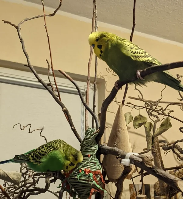 Wellensittich-Bild: Duuuu Felo, Weihnachten ist aber schon laaange vorbei. Das Bäumchen muss endlich weg. Der Frühling kommt doch sonst nie