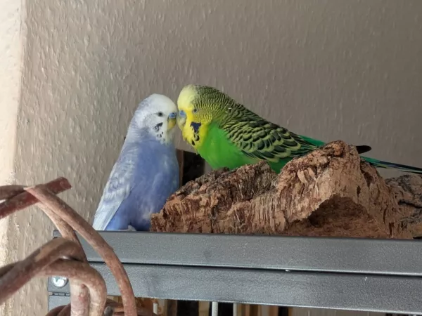 Wellensittich-Bild: Yoshi und Cloud haben sich nach den Tod meiner Hennen irgendwie gefunden und mögen sich sehr gerne.