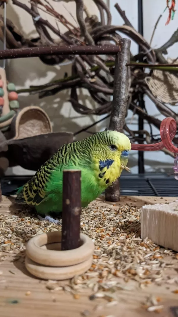 Wellensittich-Bild: Yoshi tut ganz unschuldig und hat natürlich nicht die Körnchen auf dem Spielplatz entdeckt. 