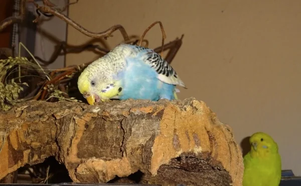 Wellensittich-Bild: Ob die süße Ellie sich mal da nicht zu viel vorgenommen hat. Coco schaut da auch eher skeptisch.