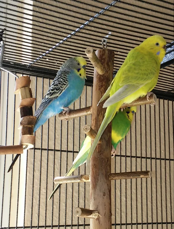 Wellensittich-Bild: Noch ein Bild der drei neuen Racker mit Blansi in blau