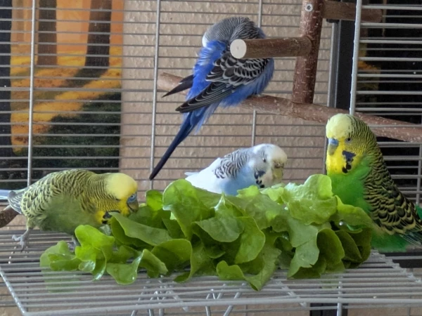 Wellensittich-Bild: Die beiden Grünlinge möchten an den Salat, aber Bonny macht es ihnen gar nicht so leicht. Es ist der erste Salat von ihr hier bei mir.