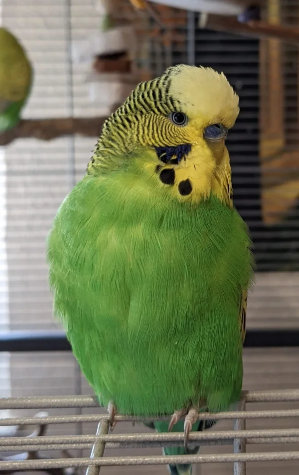 Wellensittich-Bild: Yoshi ist nun auch 5 Monate alt und ein stolzer Hahn