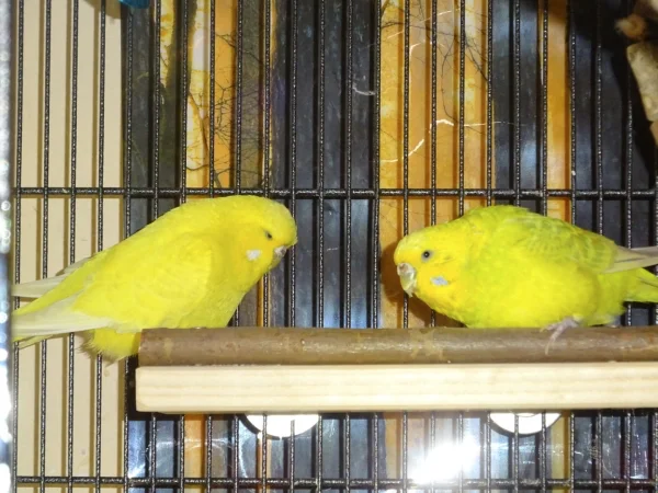 Wellensittich-Bild: Mein Neuzugang Fee hat sich ganz gut mit Coco angefreundet und lernt von ihr. Hier lernt sie das Fressen vom Futterbrett.