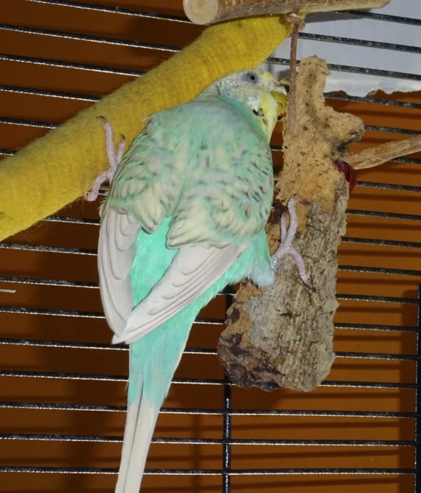 Wellensittich-Bild: Meine Ollie liebt Kork und dabei entstehen auch mal extravagante Positionen.