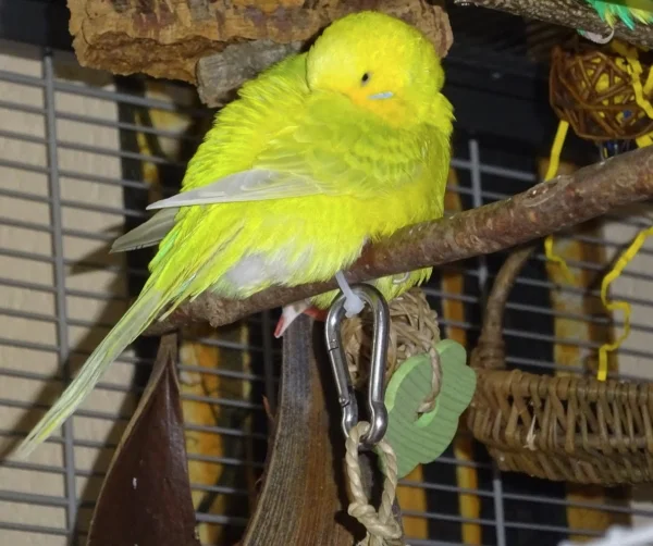 Wellensittich-Bild: Ja, ja ich weiß das ist wieder ein fieses Bild meiner vollschlanken Coco. Aber ich finde sie sieht einfach zum knuddeln aus.