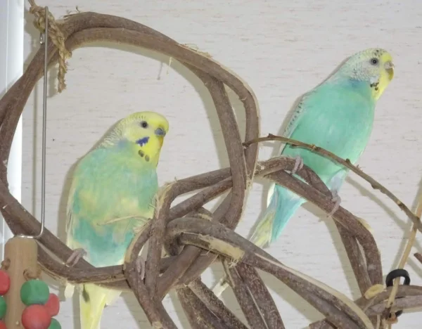 Wellensittich-Bild: Sky wirkt fast wie eingerahmt. Ich liebe die zwei sie harmonieren farblich so schön.