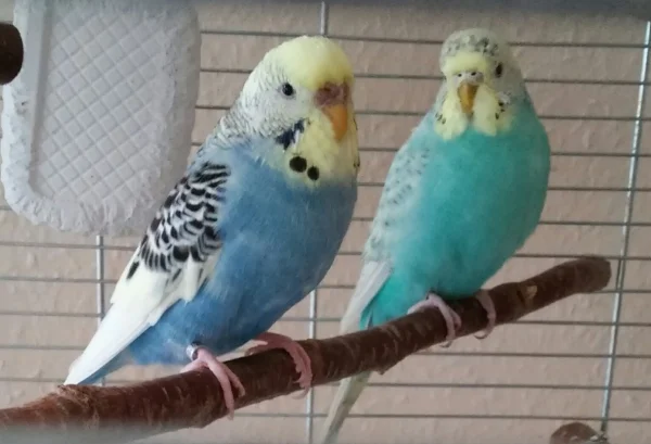 Wellensittich-Bild: Ellie und Ollie noch ganz lieb aber gleich beginnt das gezicke