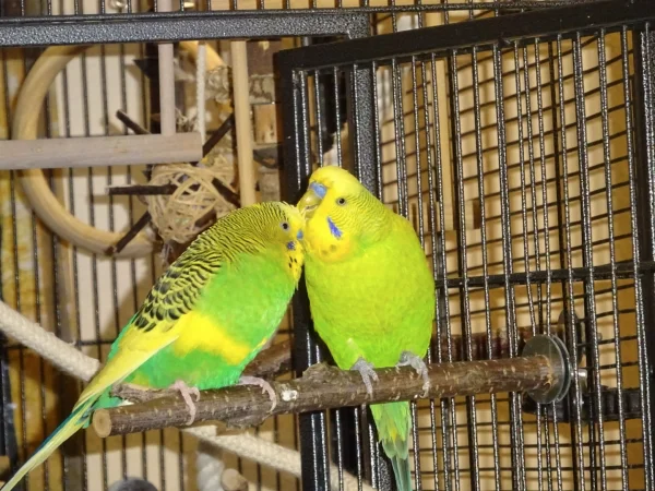 Wellensittich-Bild: Otto und Tommy haben noch 4 Hennen im Schwarm, aber die sind wohl zu zickig, somit pflegen die zwei sich lieber gegenseitig.