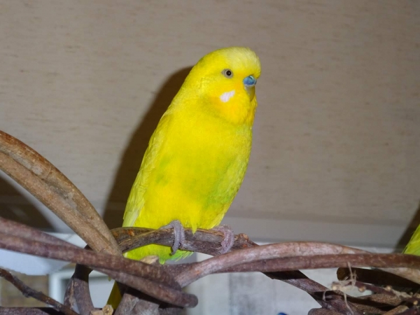 Maxi