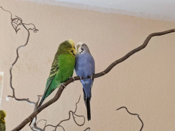 Wellensittich-Bild: Yoshi umgarnt seine Herzensdame