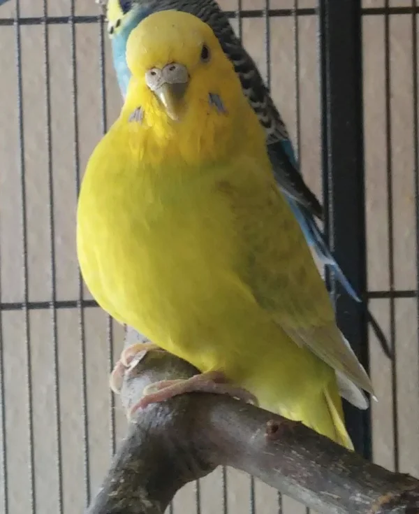 Wellensittich-Bild: Ich finde dieses Foto ist eine besonders schöne Aufnahme meiner vollschlanken Coco. Es zeigt sie in ihrer vollen Pracht aber ihr Blick ist einfach nur wunderschön, deshalb wird dies ihr neues Profilfoto