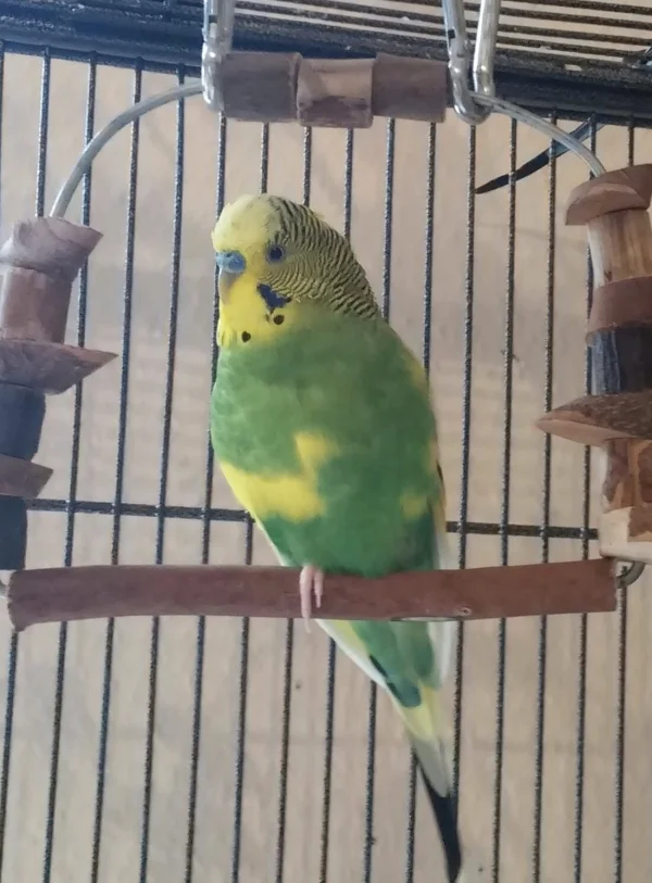 Wellensittich-Bild: Otto, mein kleiner empfindlicher Vogel, sitzt mit eingezogenem Beinchen auf seiner Lieblingsschaukel