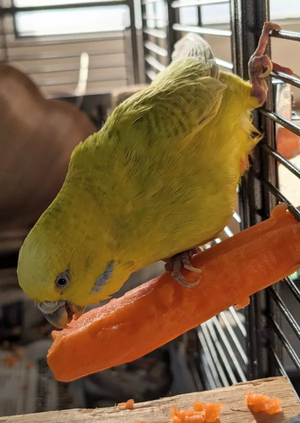 Wellensittich-Bild: Die erste Möhre im Jahr 2024. Coco hat wie  gewohnt die Möhre ratzfatz zerstört. Die Möhrenschnipsel waren überall in der Voliere verteilt :-)
