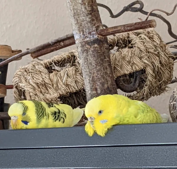 Wellensittich-Bild: Meine gemütlichen Hennen, Luna und Coco. Ich liebe Cocos Bärtchen