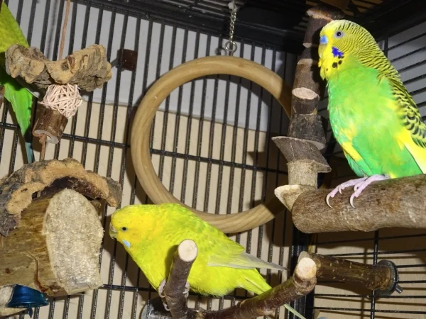 Wellensittich-Bild: Otto scheint zu überlegen, was am Schreddern so faszinierend ist, während Coco höchst konzentriert bei der Sache ist.