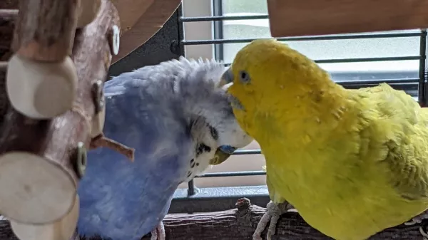 Wellensittich-Bild: Cloud war auf Krankenbesuch bei Coco, die zwei haben sich so ausgiebig gegenseitig gekrault, es war zu süß. Cloud hat ja eigentlich keine Freundin aber irgendwie scheint Coco ihn sich nun doch geangelt zu haben. 