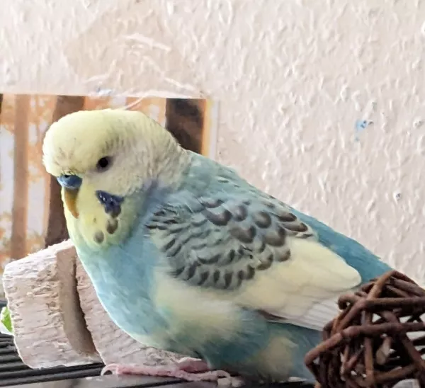 Wellensittich-Bild: Sky ist mittlerweile 4 Jahre alt er kam im September 2019 aus mieser Haltung, zusammen mit Cloud zu mir. Er ist ein ganz lieber Schatz, der mittlerweile aber auch oft von den anderen gemobbt wird. Könnte an seiner Lebererkrankung liegen. 