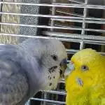 Verliebte Wellis: Cloud und seine Coco