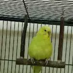 Coco neues Profil