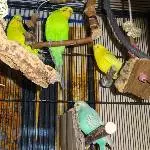 Tommy und sein Harem