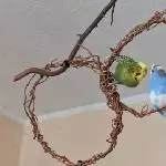 Teshi, der Draufgänger