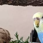 Ellie genießt das Möhrengrün