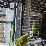 Coco wirft sich in die Fluten