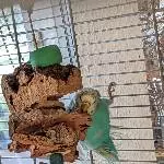 Ollie mit vollem Körpereinsatz
