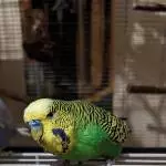 Glücklicher Yoshi