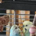 Ollie und ihr Sky