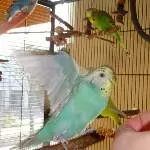 Ollie macht den Abflug