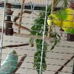 Guck Guck ich bis Hansi