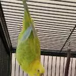 Profilbild von Coco als Fledermaus
