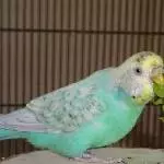 Die letzte Herbst-Vogelmiere