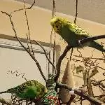 Yoshi und Teshi helfen beim Umdekorieren