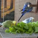 Salat zu dritt