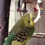 Otto im Profil