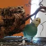 Ollie und ihre Korkröhre