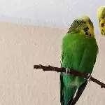 Ernstes Gespräch zwischen Brüder