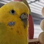 Coco im Profil