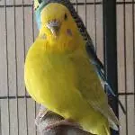 Mein Rubensmodel Coco
